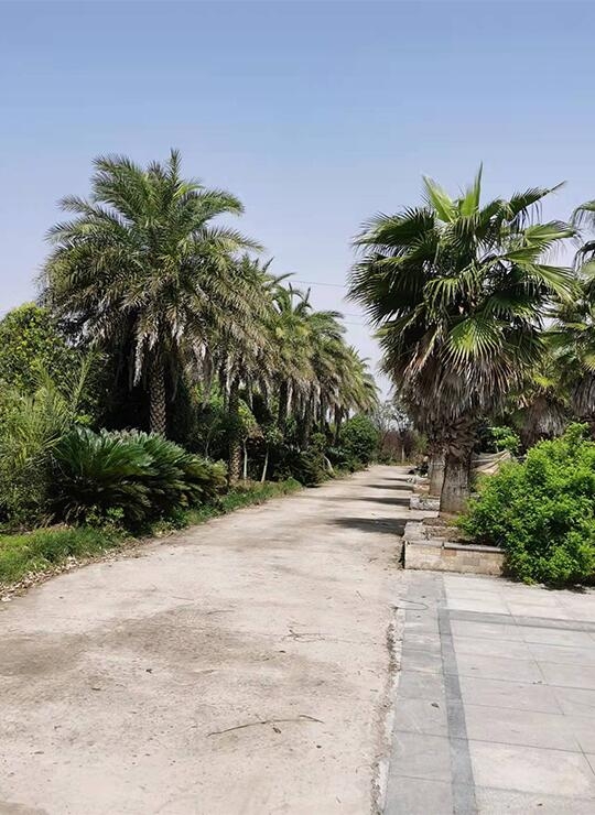 武漢惜春園植物園