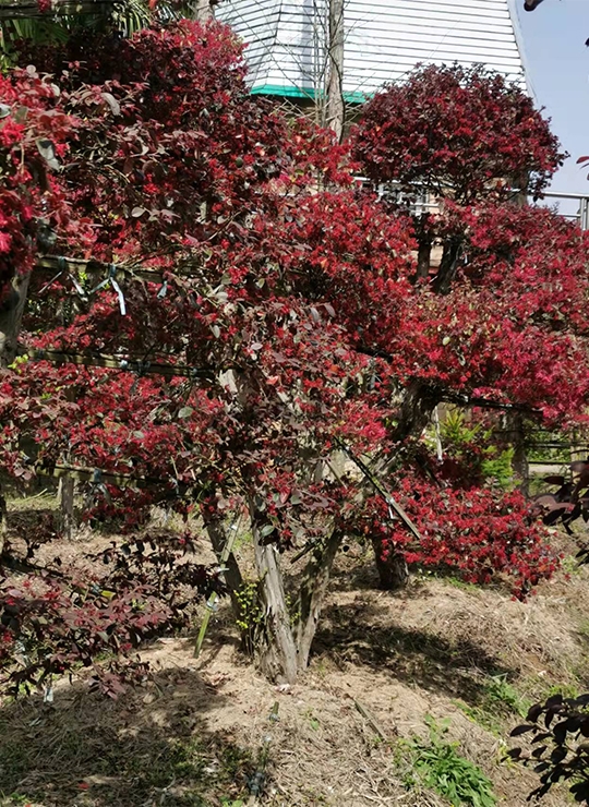 武漢紅檵木樁景